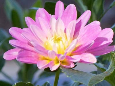 dahlia by CHD