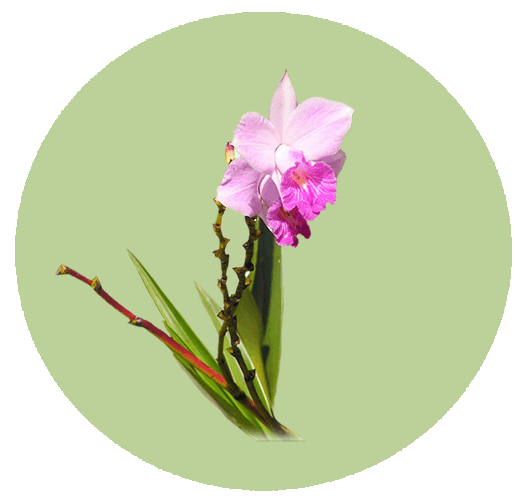 Brazil orchid