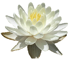 white lotus